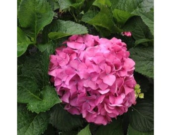Pink Hydrangea Perennial Garden Shrub Bloom Flowers 5 Fresh Seed
