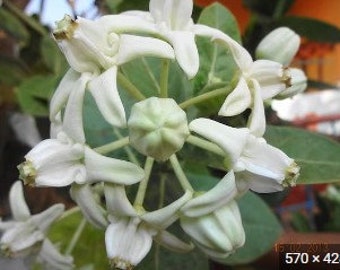 Calótropo Gigante Blanco "Calotropis Gigantea" Arbusto de Flores de Corona Tropical 10 Semillas Frescas