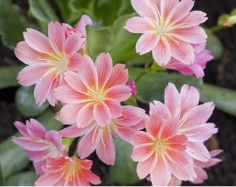 Cliff Maids "Lewisia Cotyledon" Sunset Strain Fleshy Spoon-Shaped Blooms 10 Fresh Seeds