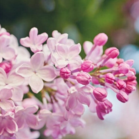 Light Pink Lilac Tree Fragrant Hardy Perennial Bloom Flower 25 Etsy