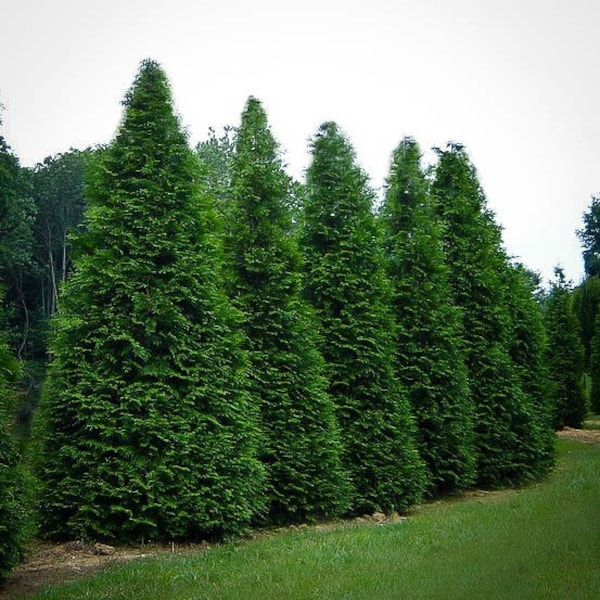 Giant Thuja Occidentalis Tree "Arborvitae Cedar" 50 Fresh Seeds