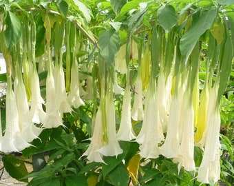 White Angel's Trumpets Double "Brugmansia" Ornamental Flowering Plant 10 Fresh Seeds