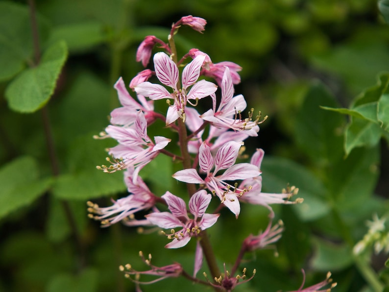 Red Gas Plant Dictamnus Albus Fragrant Fire Plant Bloom Flower 10 Fresh Seeds image 1