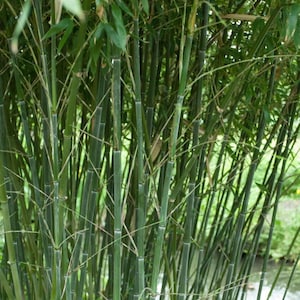 SEEDS ONLY - Bissetii Bamboo Climbing Ornamental Privacy Shade 50 Fresh Seeds