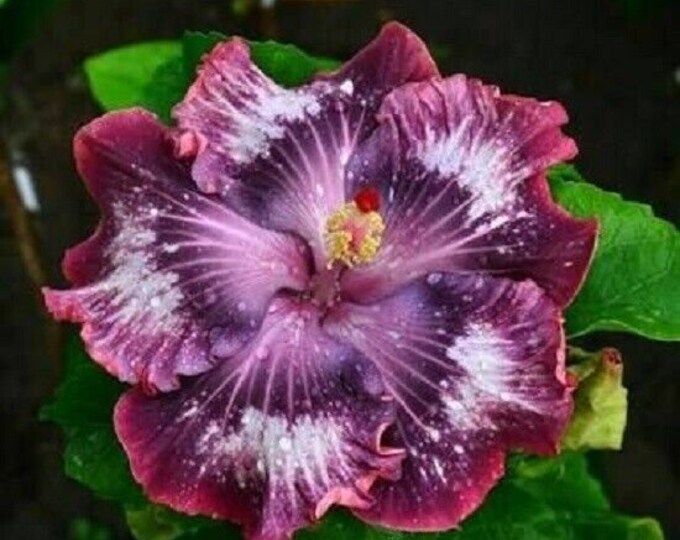 Pink Tropical Hibiscus – Comfort Spring