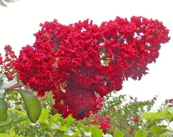 Red Lilac Tree Fragrant Perennial Flower 25 Fresh Seed