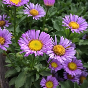 SEEDS ONLY - Seaside Daisy &quot;Erigeron Glaucus&quot; Ocean Breeze Blossom Ornamental Flowering Plant 500 Fresh Seeds