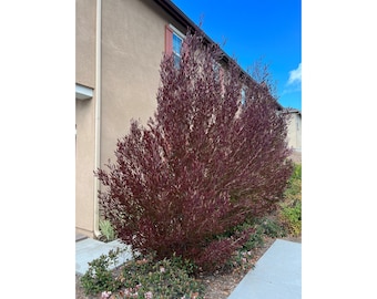 Purple Leafed Hop Bush "Dodonaea Viscosa" Bloom Plant 12 Fresh Seeds