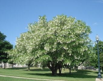 American Yellowwood "Cladrastis Kentukea" White Fragrant Showy Blooming Tree 10 Fresh Seeds