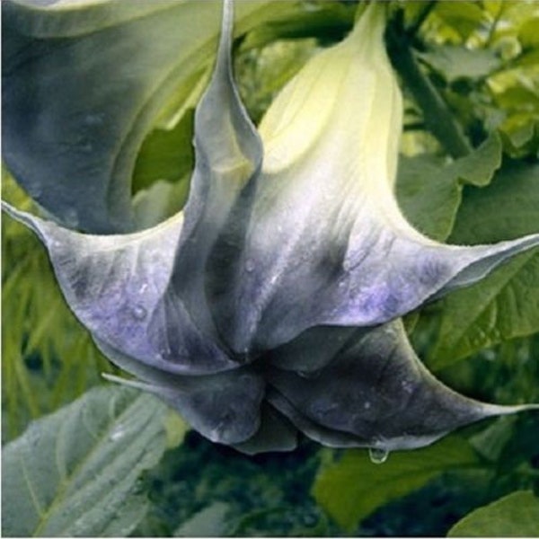 Black Angel Trumpet "Brugmansia Datura" Perennial Flowering Plant 10 Fresh Seeds