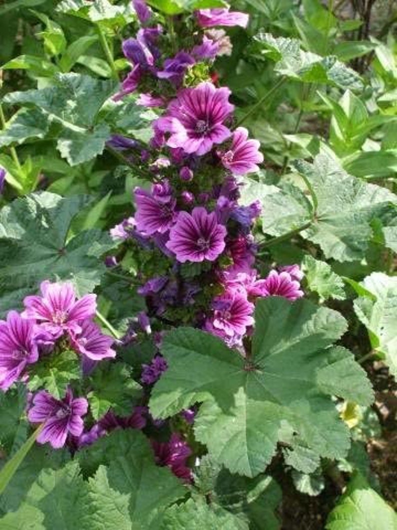 Mauritanian Malva Sylvestris Mallow Bloom Flowers 20 Fresh | Etsy
