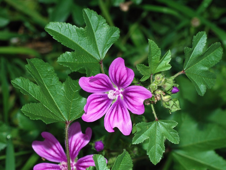 Mauritanian Malva Sylvestris Mallow Bloom Flowers 20 Fresh | Etsy