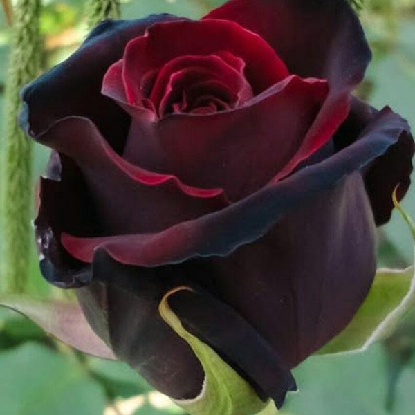 Red Black Rose Perennial Ornamental Flowering Bush Plant 10 Fresh Seeds