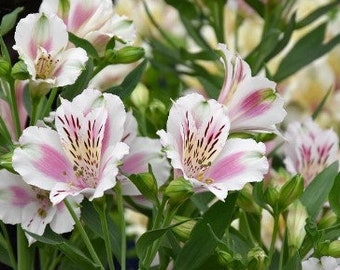 Beautiful Rare Alstroemerias Lily of the Incas Peruvian Lily Mixed Color Flower 10 Fresh Seed