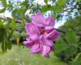 Rose Locust "Robinia Hispida var. Fertilis" Tree Shrub Bloom Flower 15 Fresh Seed