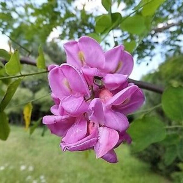 Rose Locust "Robinia Hispida var. Fertilis" Tree Shrub Bloom Flower 15 Fresh Seed