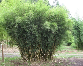 Umbrella Bamboo "Fargesia" Exotic Clumping Privacy Shade Bloom Plant 50 Fresh Seeds