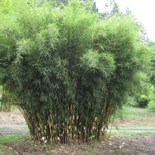 Umbrella Bamboo "Fargesia" Exotic Clumping Privacy Shade Bloom Plant 50 Fresh Seeds