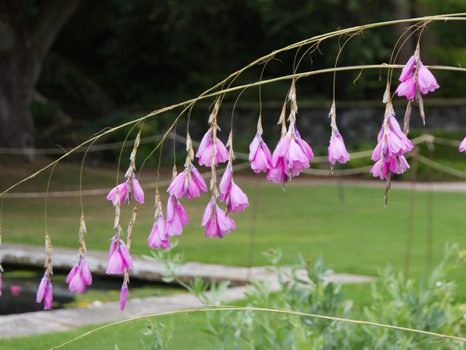 Angel's Fishing Rod dierama Pulcherrimum Bloom Etsy
