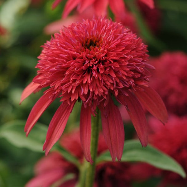 Double Cranberr Coneflower "Echinacea" Ornamental Flowering 50 Fresh Seeds