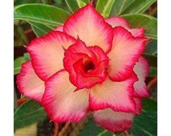 Yellow Red Desert Rose Adenium Obesum Perennial Bloom Flower 4 Fresh Seed