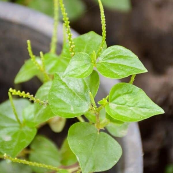 Ulasimang Bato Plant