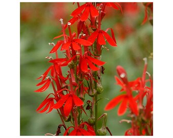 Cardinal Lobelia Cardinalis Native Bloom Flower Hummingbirds 250 Fresh Seeds