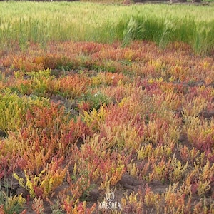 SEEDS ONLY - Cañihua &quot;Chenopodium Pallidicaule&quot; Skygrain Bloom  Flowering Plant 200 Fresh Seeds