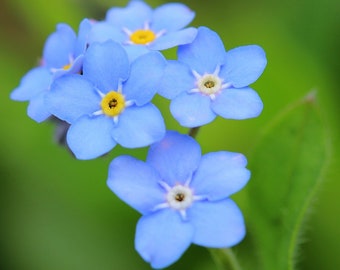 Blue Forget Me Not Myosotis Scorpioides Flower 100 Etsy Blue Forget Me Not Myosotis Scorpioides Flower 100 Etsy
