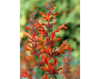 Red Hyssop Agastache Perennial Flower 100 Fresh Seed