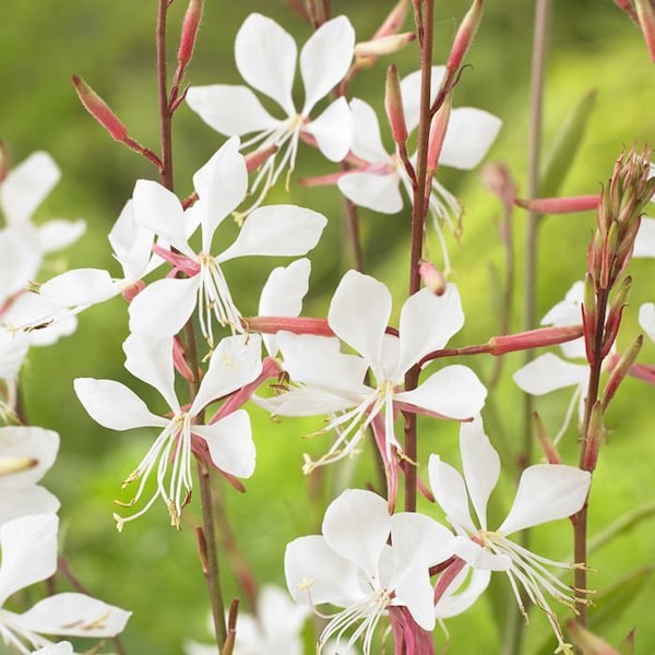 White Gaura "Oenothera Lindheimeri" Ornamental Flowering Plant 100 Fresh Seeds