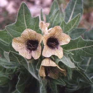 Henbane Hyoscyamus Niger Bloom Flowers 200 Fresh Seeds image 2