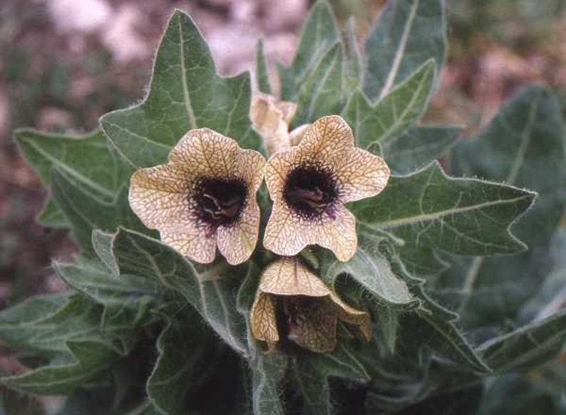 Henbane Hyoscyamus Niger Bloom Flowers 200 Fresh Seeds image 2