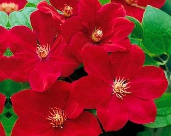 Red Clematis Perennial Flowering Plant 20 Fresh Seeds