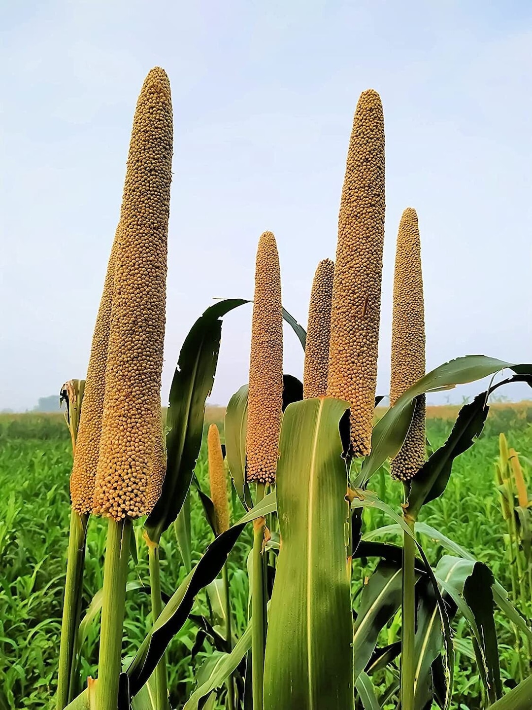 Pearl Millet Ornamental Flowering Plant 200 Fresh Seeds Etsy