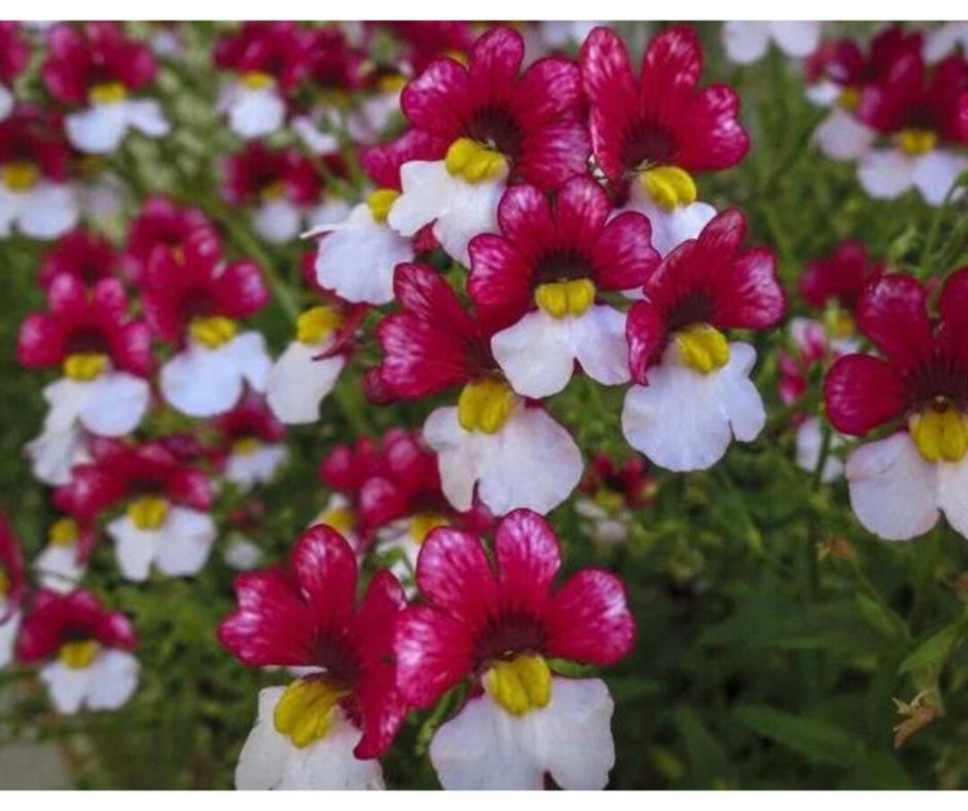Cape Jewels nemesia Strumosa Ornamental Flowering Etsy