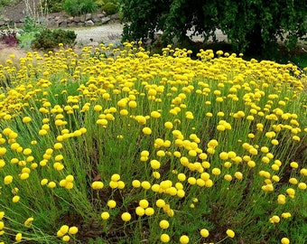 Santolina Bloom Flowering Plant 30 Fresh Seeds