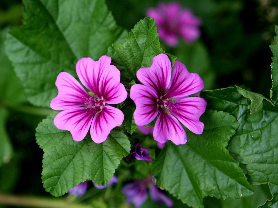 Mauritanian Malva Sylvestris Mallow Bloom Flowers 20 Fresh | Etsy