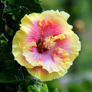 Double Pink Yellow Hibiscus Seeds: Perennial Ornamental Flowering Plant – 20 Fresh Seeds