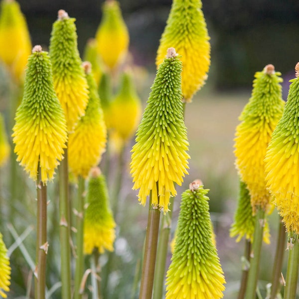 Hot Poker Torch Lily Bright Yellow Bloom Flower 25 Fresh Seeds