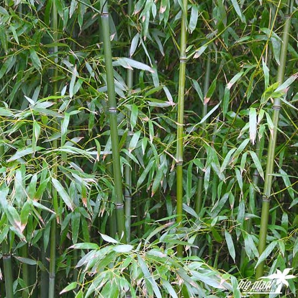 Bissetii Bamboo Climbing Ornamental Privacy Shade 50 Fresh Seeds