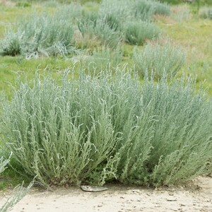 SEEDS ONLY - Fringed Sage &quot;Artemisia Frigida&quot; Aromatic Silvery Foliage Flowering Plant 2,500 Fresh Seeds