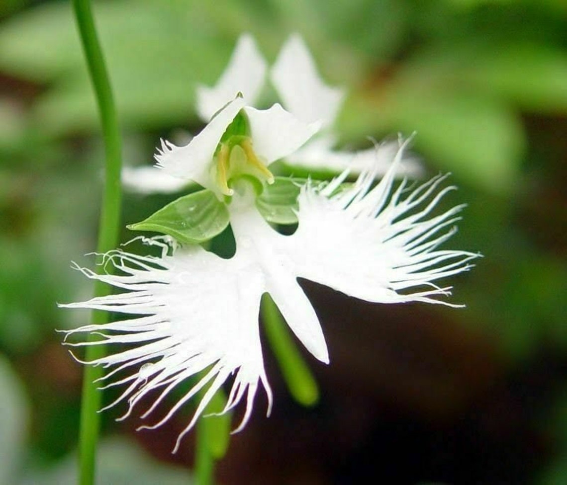 Japanese Radiata White Egret Orchid Flower 25 Seeds Etsy