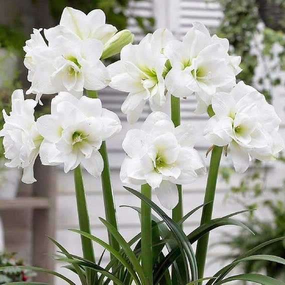 Nymphe blanche amaryllis hippeastrum grande fleur à fleurs 22 - Etsy Canada