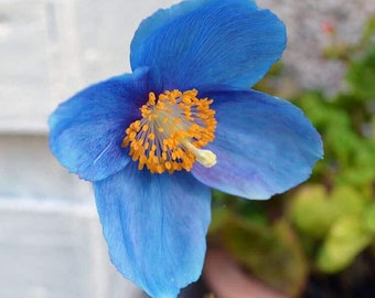 Blue Himalayan Poppy "Meconopsis Betonicifolia" Bloom Flower 25 Fresh Seeds