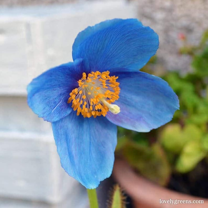 Blue Himalayan Poppy Meconopsis Betonicifolia Bloom Flower 25 Fresh Seeds image 1