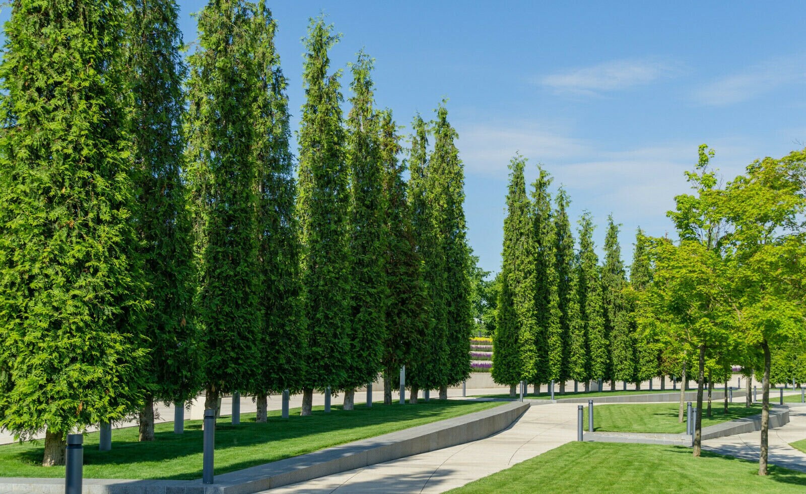 SEEDS ONLY - Giant Thuja Occidentalis "Arborvitae Cedar" Ornamental Tree 50 Fresh Seeds