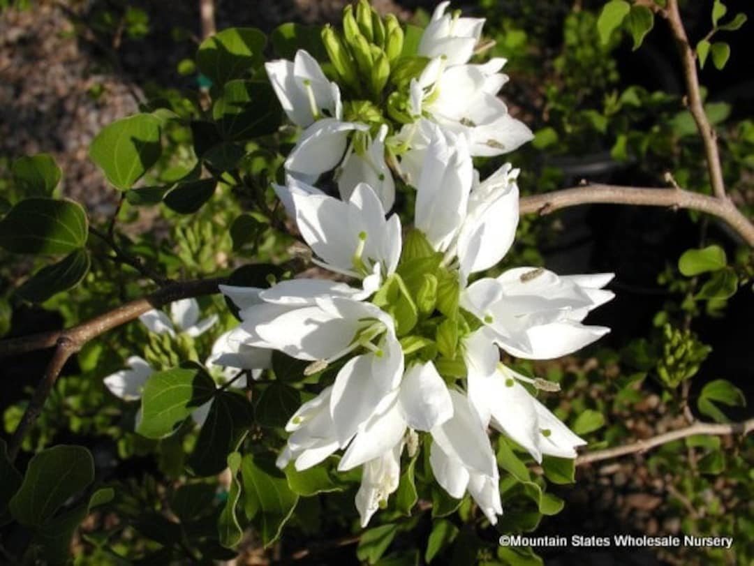 Bauhinia Lunarioides White Anacacho Orchid Blooming Tree 20 Fresh Seeds