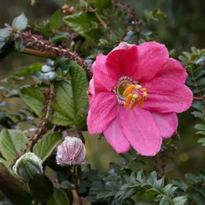SEEDS ONLY - Passion Flower &quot;Passiflora Coactilis&quot; Striking Crimson Flute Blossom Ornamental Plant 5 Fresh Seeds