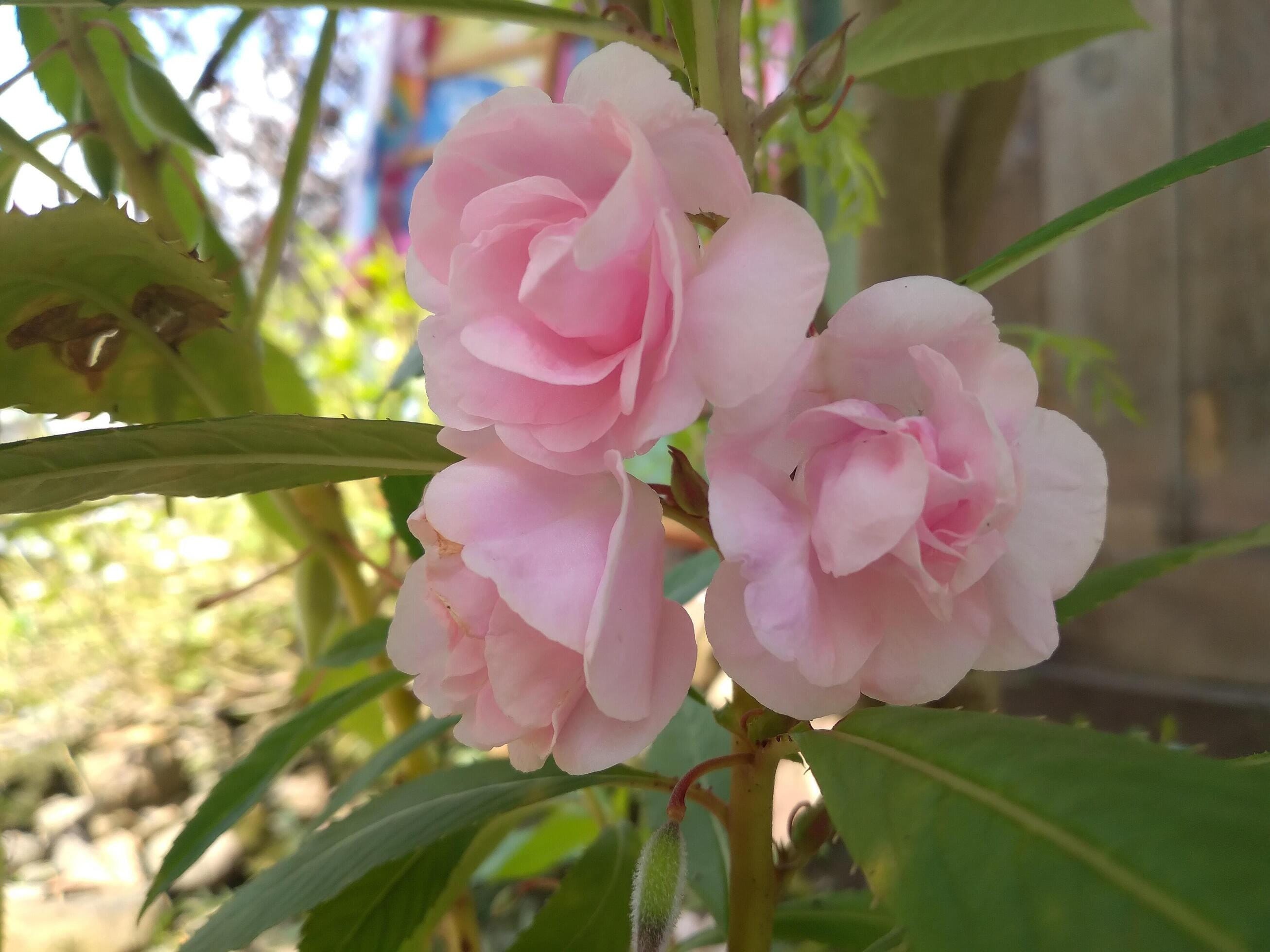 SEEDS ONLY - Dwarf Tom Thumb "Impatiens Balsamina" Mixed Color Ornamental Flowering Plant 100 Fresh Seeds